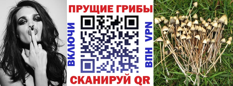 Галлюциногенные грибы мицелий  Беслан 